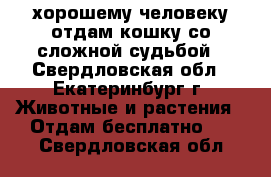 хорошему человеку отдам кошку со сложной судьбой - Свердловская обл., Екатеринбург г. Животные и растения » Отдам бесплатно   . Свердловская обл.